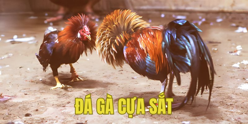 Banner www.thuviengo.vn