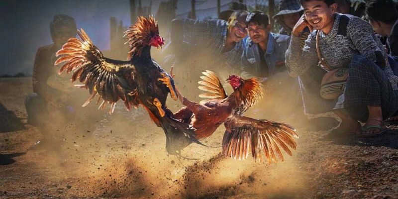 Banner www.thuviengo.vn